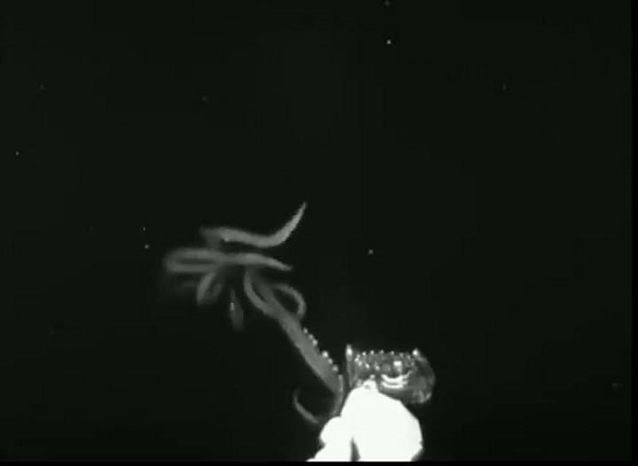 Calamar gigante captado por una cámara infrarroja a más de 400 metros (Twitter: @Rainmaker1973)