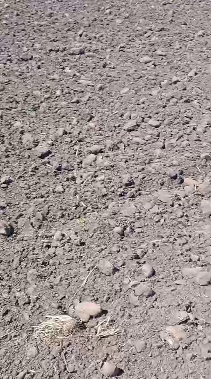 Los productores no están levantando la papa de los campos ante los altos costos