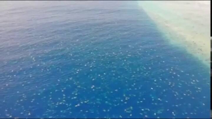 Más de 60.000 tortugas juntas en las costas de Australia