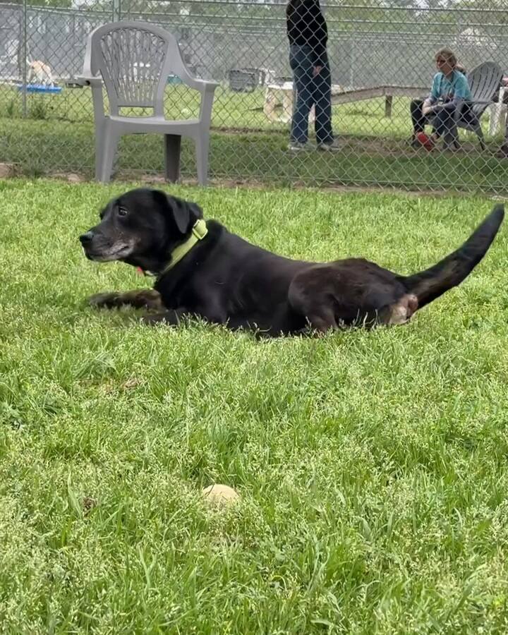 La historia de Rigsby, el perro que fue abandonado por la familia que lo adoptó