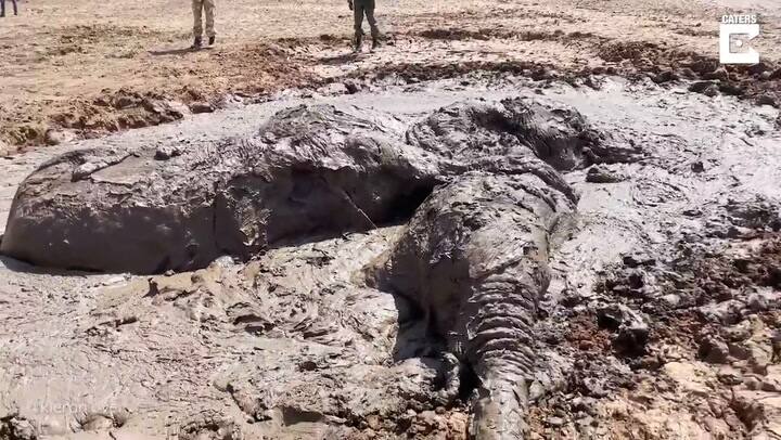 Rescataron a tres elefantes que se hundían en el barro de una presa en Kenia