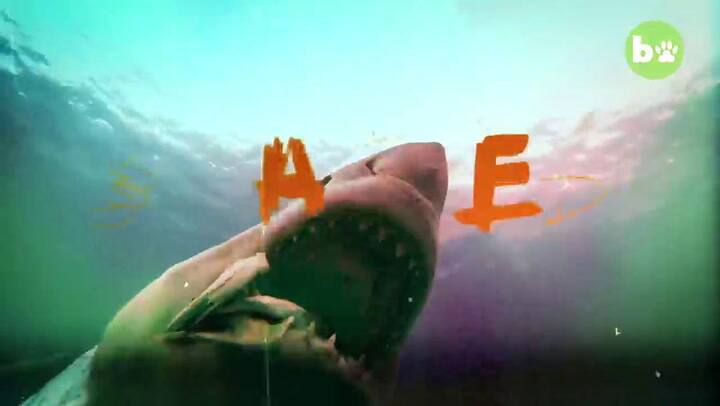 Una ballena se tragó a un buzo y luego lo devolvió cerca de la costa - Fuente: YouTube