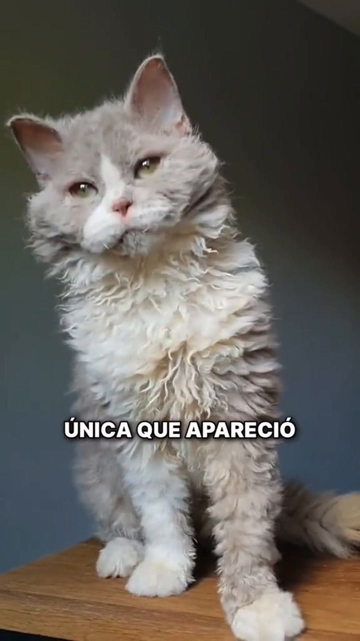 Cómo son los gatos oveja