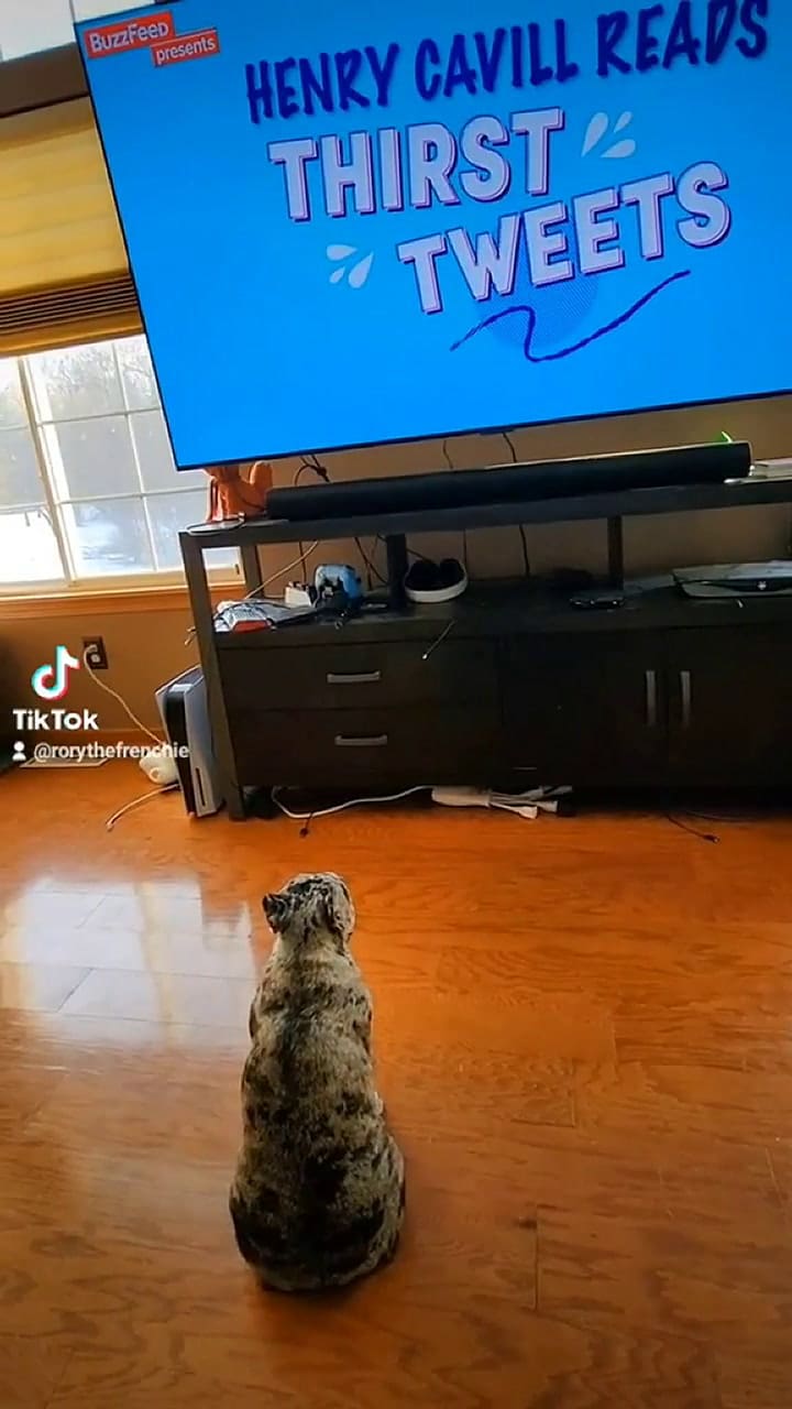 Una perrita es la más grande fan de Henry Cavill