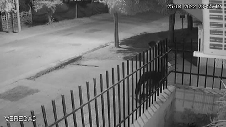 Simulaban llevar un bebé pero cargaban cubiertas robadas