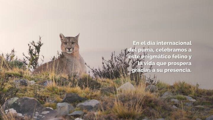 Día Internacional del Puma