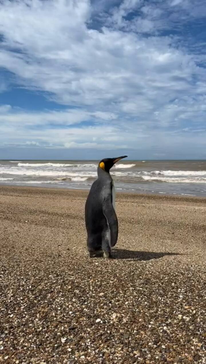 La liberación del pingüino rey en la costa bonaerense