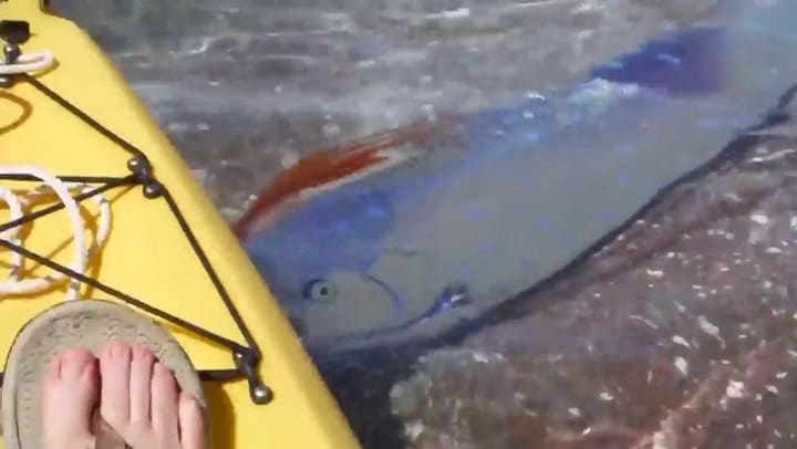 Un pez remo nada en el Golfo de California