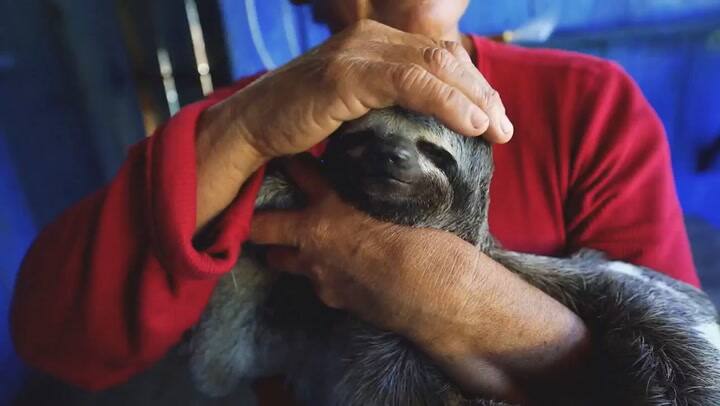 Luisito Comunica denunció a una familia que tenía animales silvestres en sus hogares