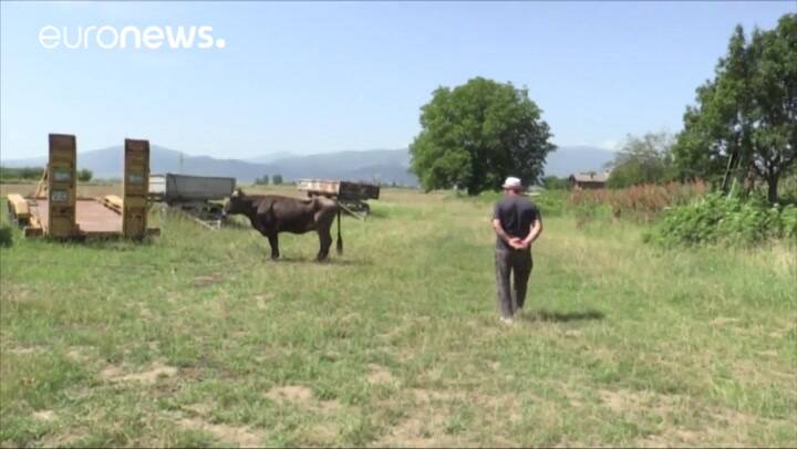 Penka, la vaca condenada a muerte por cruzar la frontera - Fuente: Youtube Euronews