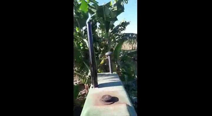 Destrucción de banana