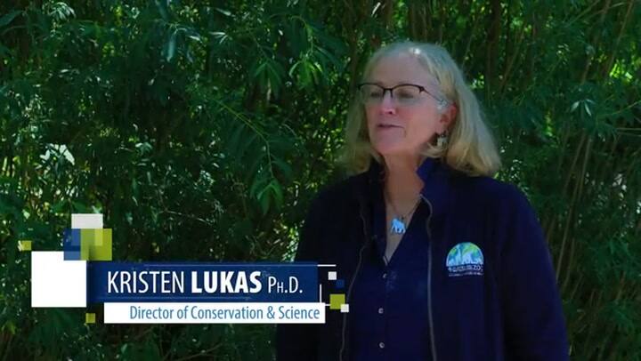 Freddy, la gorila de 50 años que no se detiene a pesar de su avanzada edad