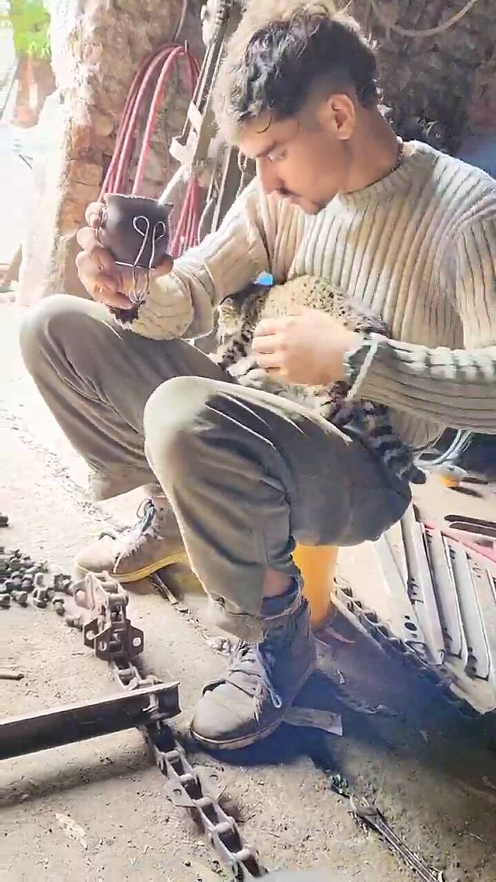 El animal se volvió tendencia en TikTok