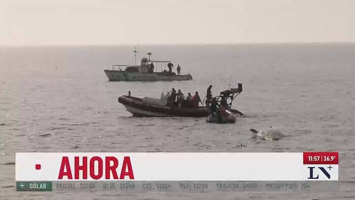 Asi retiraba la Prefectura a la ballena encallada