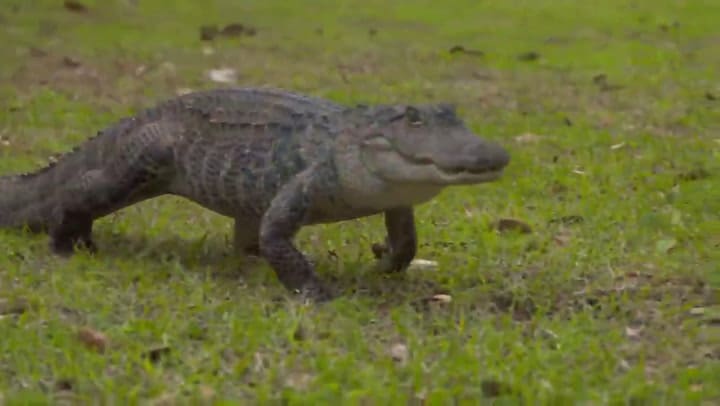 Las recomendaciones de los expertos para vivir cerca de caimanes