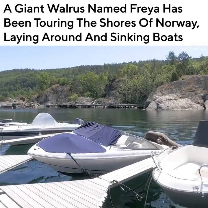 Freya fue vista en Reino Unido, Holanda, Dinamarca y Suecia, antes de llegar a Noruega.