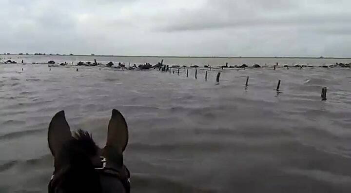 Así se mueven vacas en plena inundación