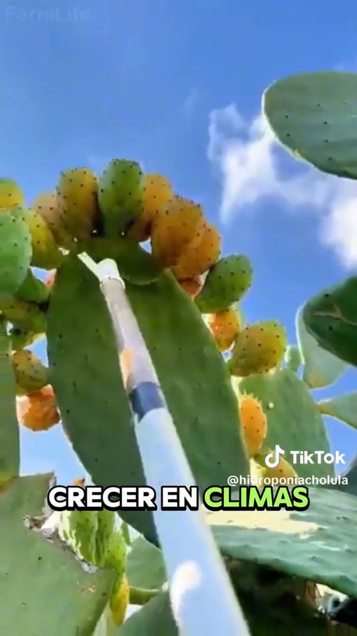 Los beneficios de la tuna