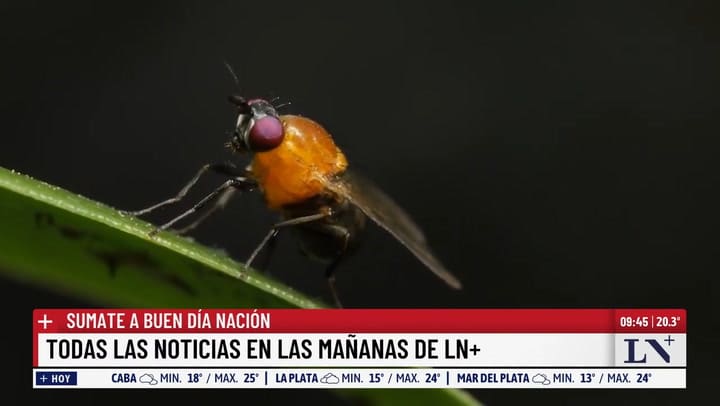 Eliana Odorqui y Victoria Micieli en LN+