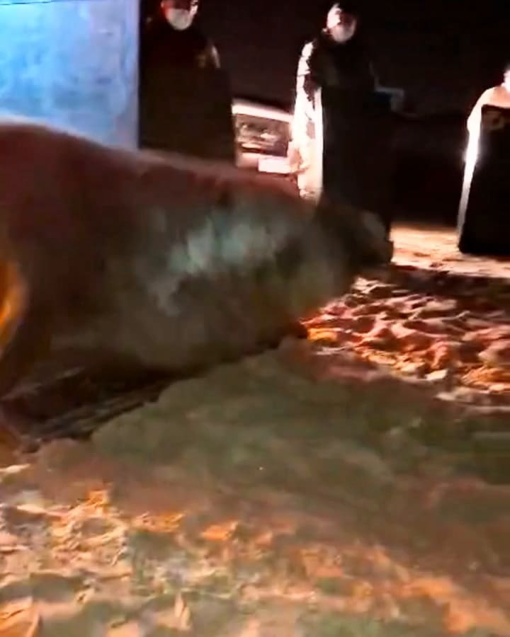Fue liberado en una reserva de ambiente costero marino