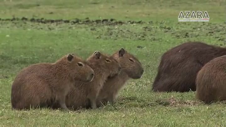 Carpinchos: su vida, actividades y alimentación
