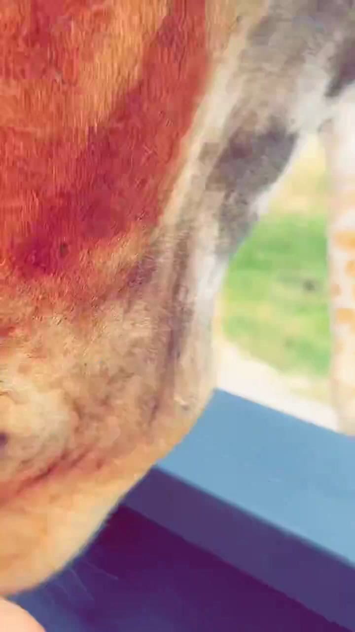 Una familia experimentó un accidente con una jirafa en Texas