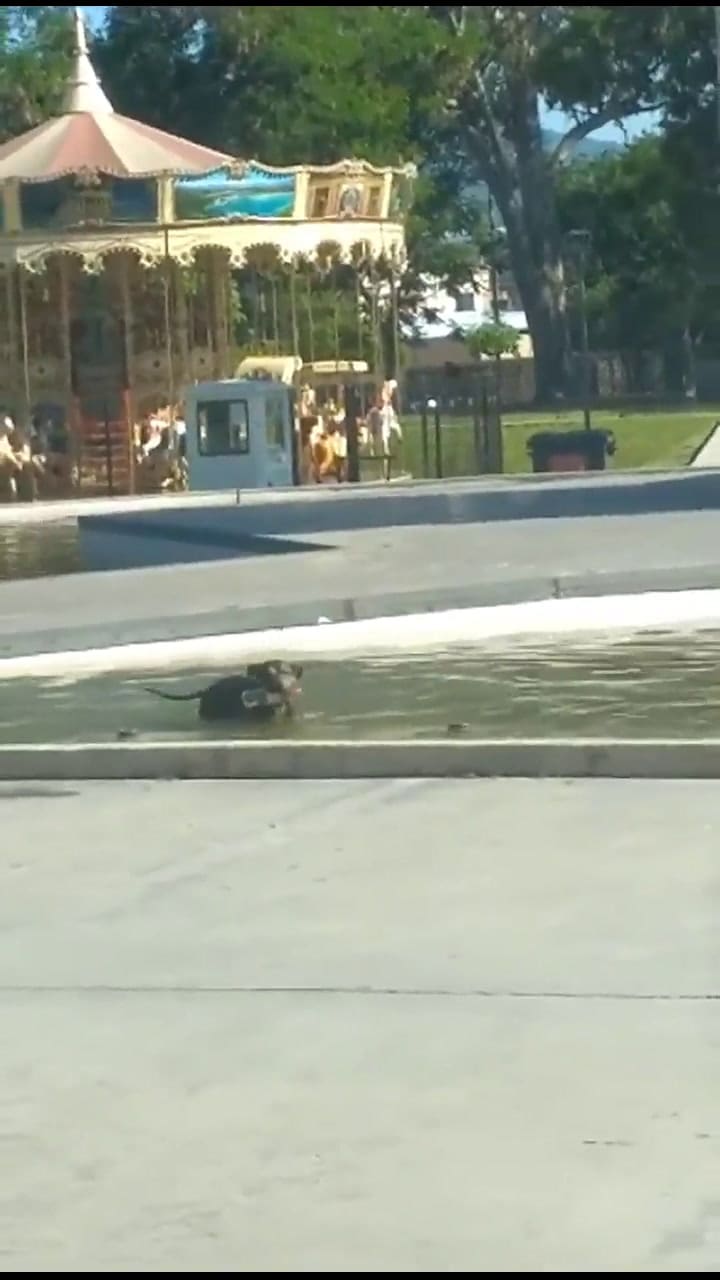 El perro que junta la basura que tiran en una fuente - Fuente: Facebook