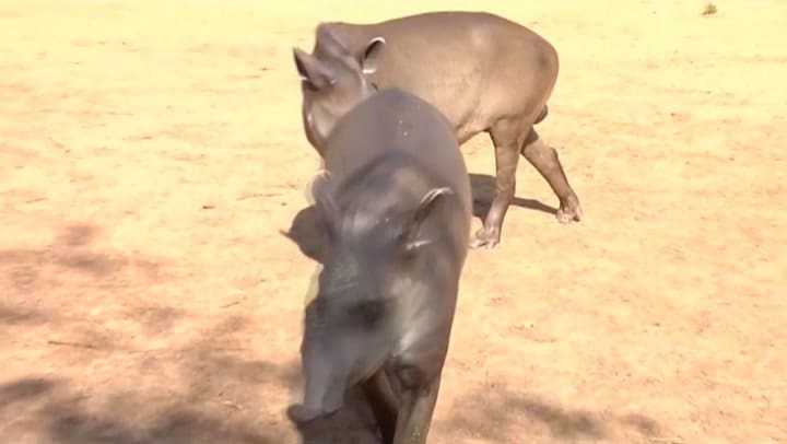 Escasez en Venezuela: desaparecieron animales de un zoo y sospechan que la gente los robó para comer