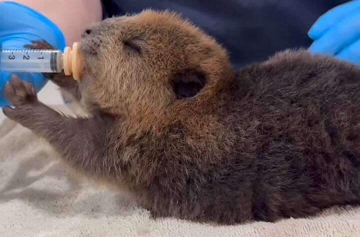 Chip, el pequeño castor en rehabilitación