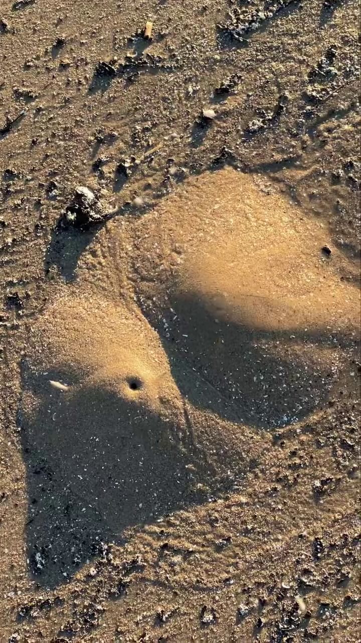 Mini volcanes aparecieron esparcidos en una playa de Texas: ¿Es peligroso?