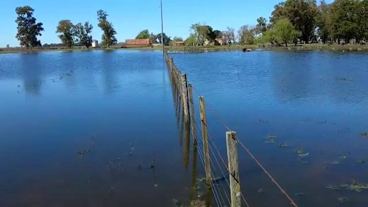 Mortandad de hacienda y caminos rurales cortados en Henderson