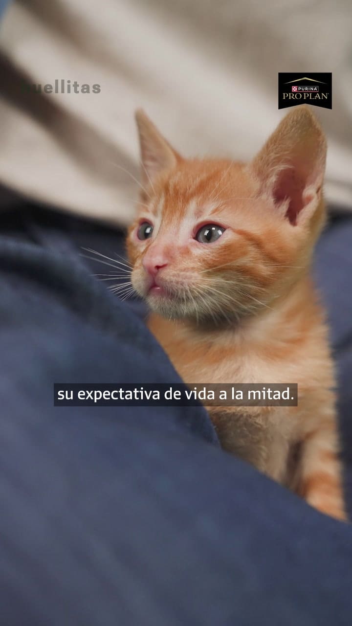 Gatos outdoor vs. gatos indoor