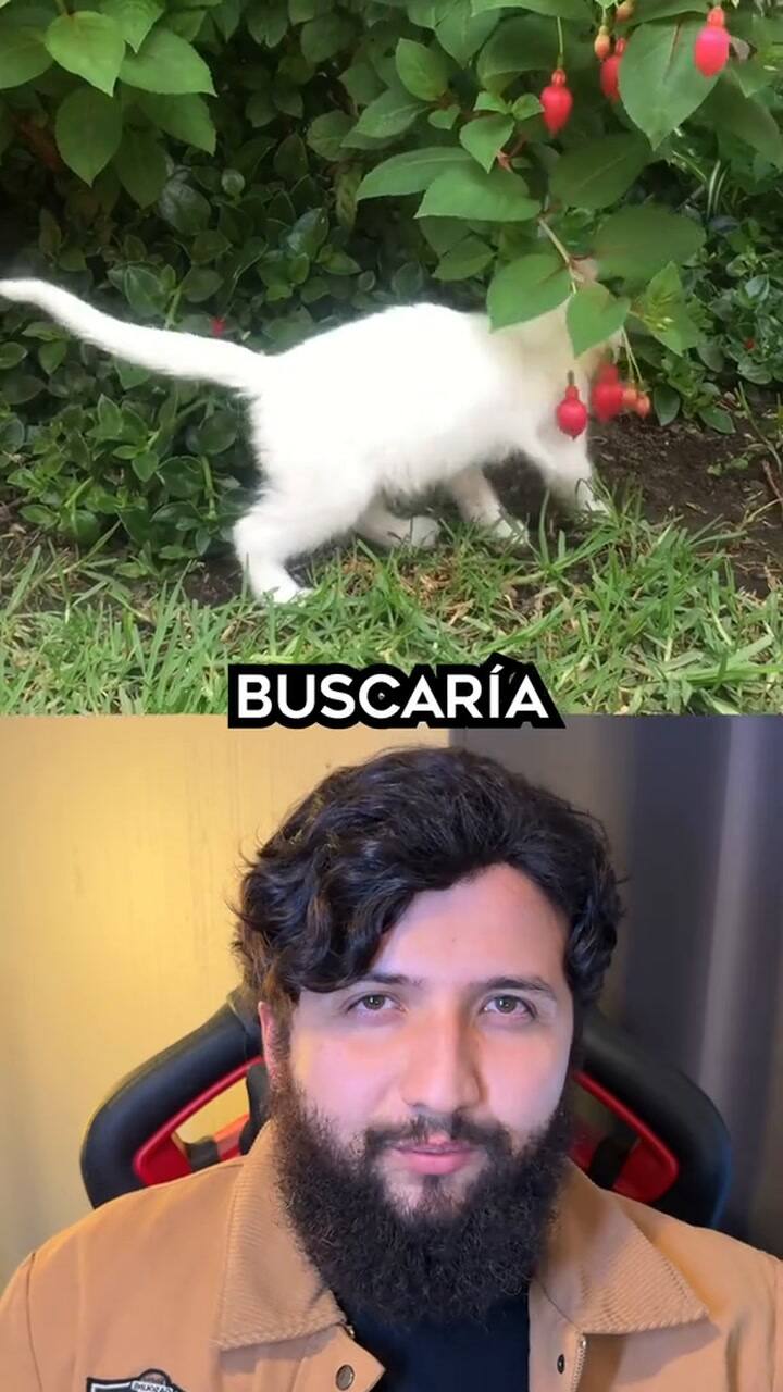 ¿Por qué los gatos duermen con sus dueños según la ciencia?