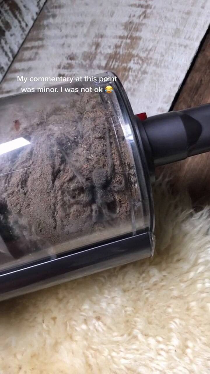 Hi Dyson, Can Confirm Your Vacuums Work Great To Suck Up Deadly Spiders