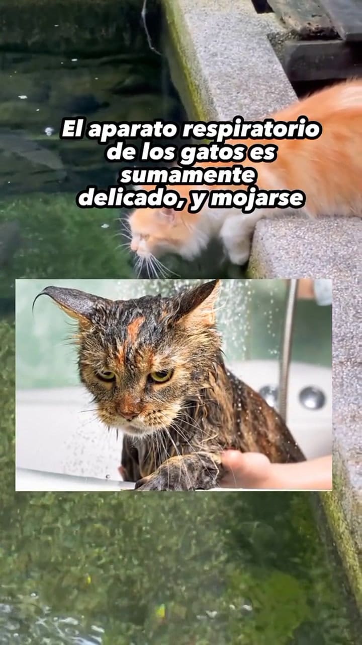 Las cosas que más odian los gatos que les hagan