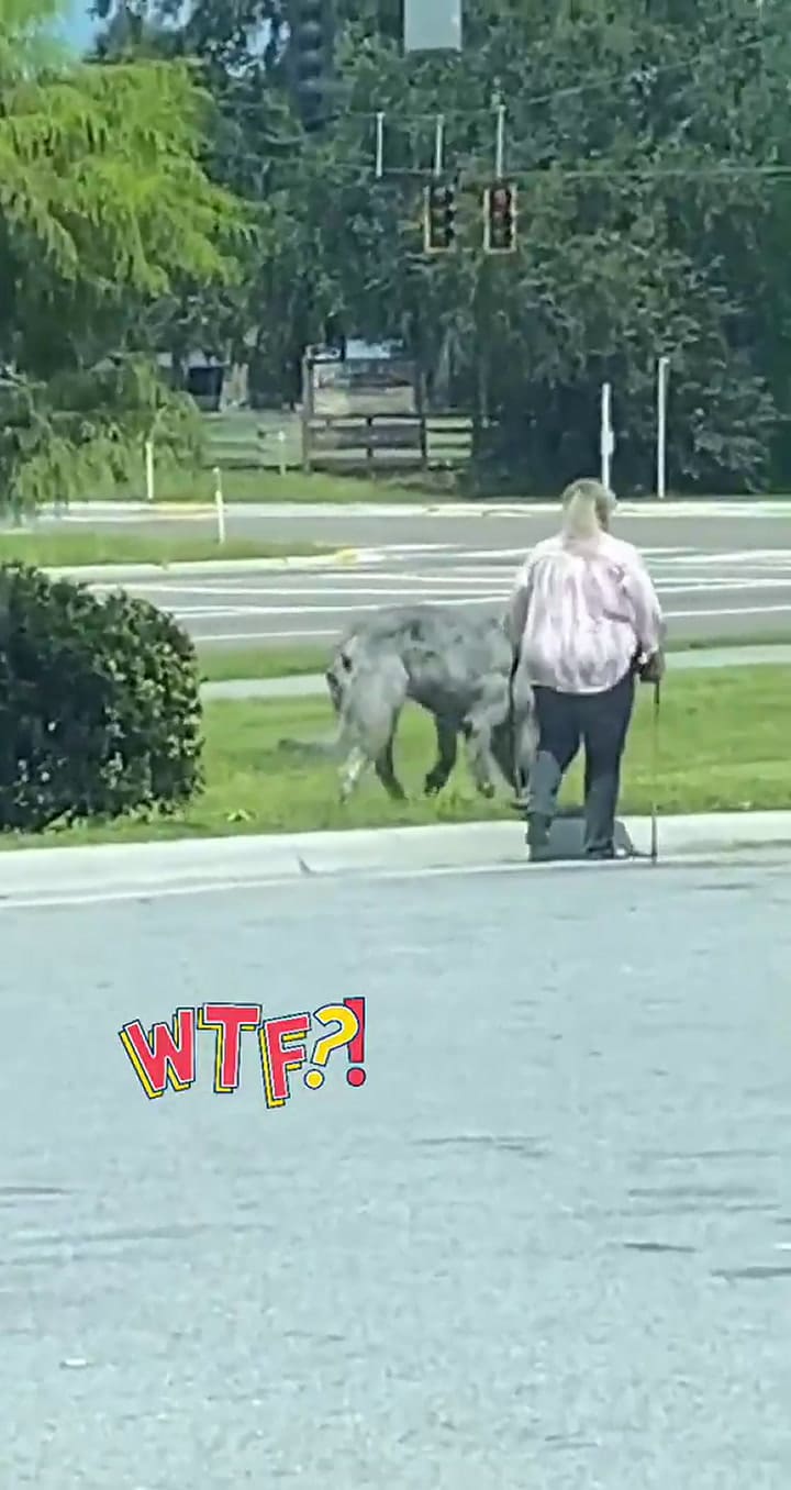 Captan a una mujer con un lobo parecido a los de Game of Thrones
