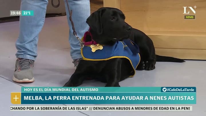 Melba, la perra entrenada para ayudar nenes autistas