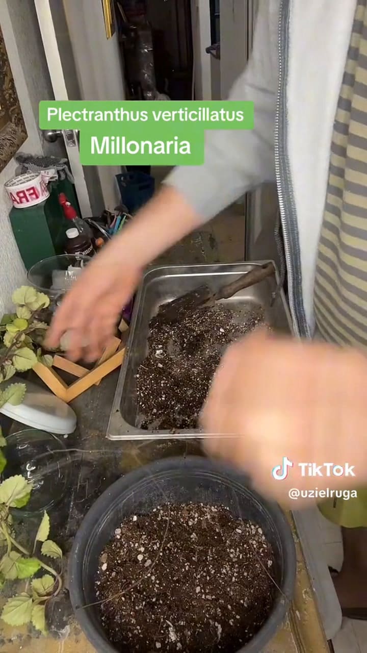 Planta del dinero: cuidados y mejor ubicación