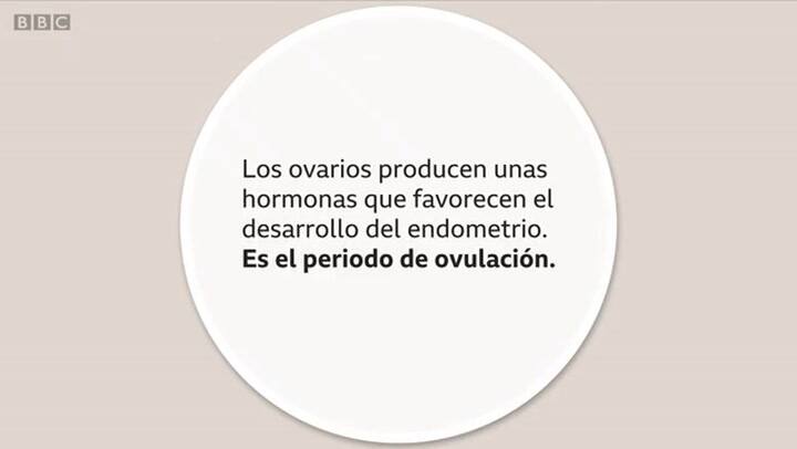 ¿Cómo es el ciclo menstrual femenino? - Fuente: BBC