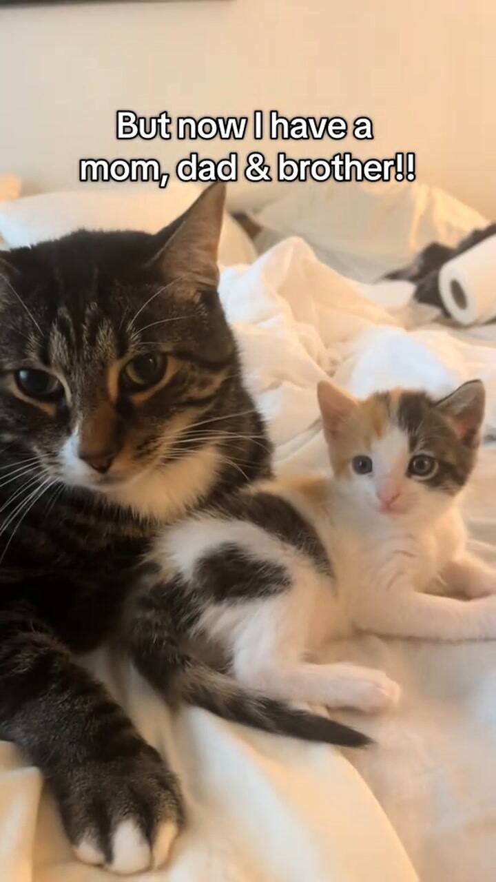 La joven contó la historia de su gatita en un video