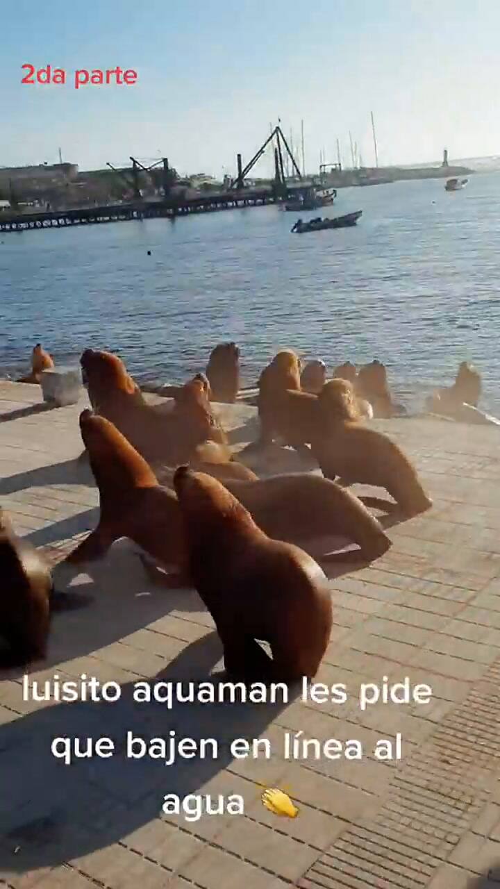 Un hombre se volvió viral por su habilidad para comunicarse con lobos marinos