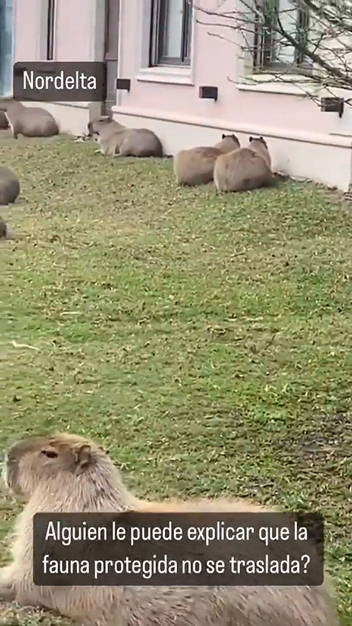 Una vecina de Nordelta mostró varios carpinchos en su jardín y apuntó contra los proteccionistas