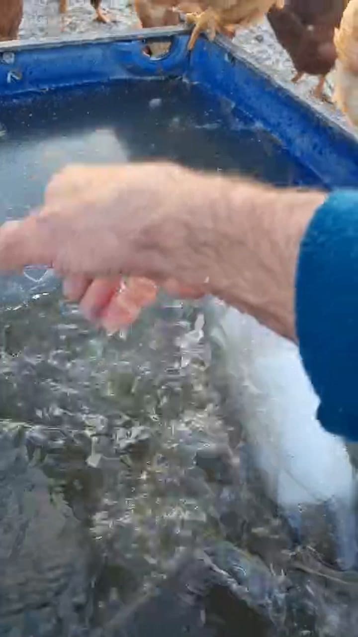 Se congeló un bebedero para gallinas