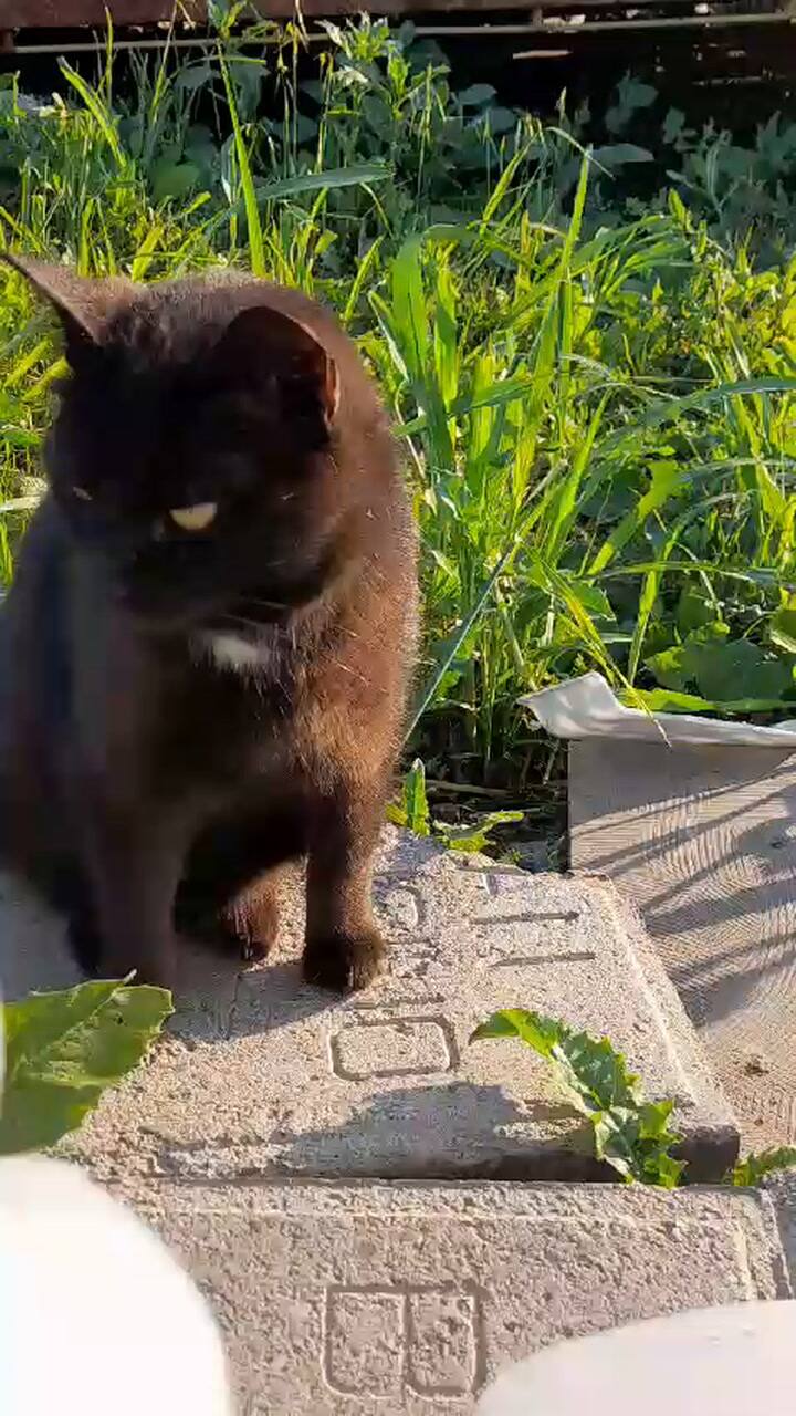 Salem ya recuperada luego de ser castrada