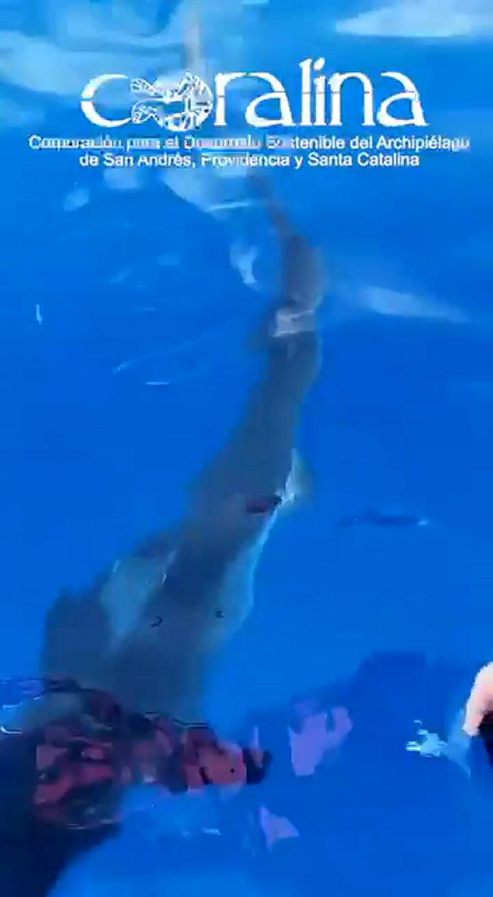 El momento en el que aparecen los tiburones