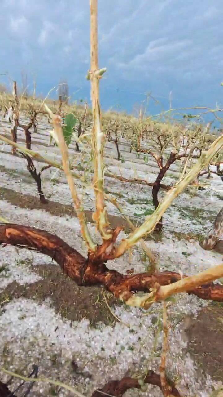 El impacto de una tormenta de viento y granizo en la producción vitivinícola de San Rafael, Mendoza