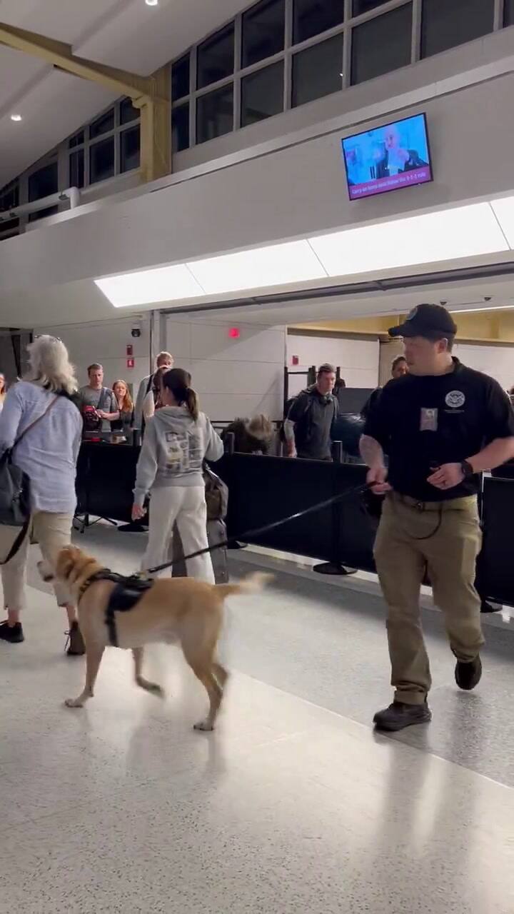 El Can Se Encargaba De Controlar A Los Pasajeros