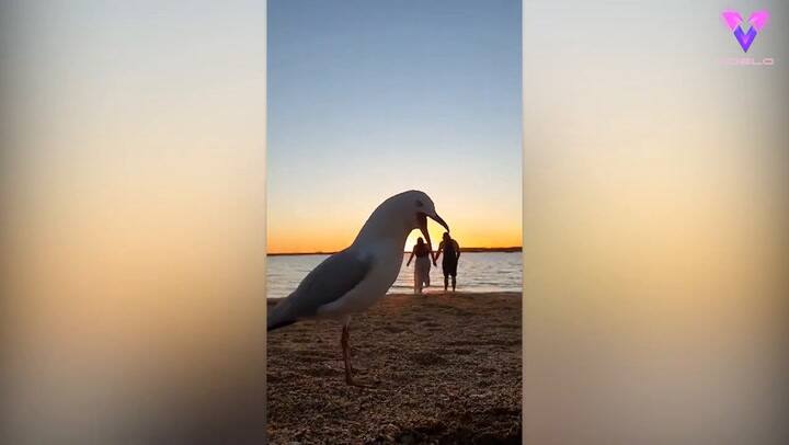 Un par de gaviotas entrometidas arruinan el romanticismo de esta pareja