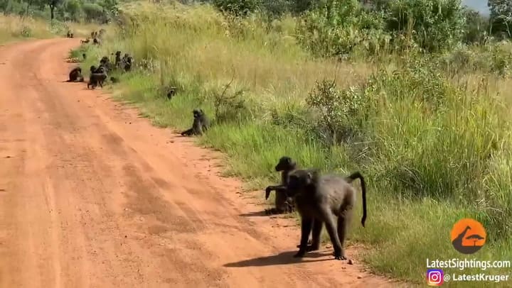 El misterio de los babuinos que roban y protegen cachorros de leopardo - Fuente: Kruger Sightings