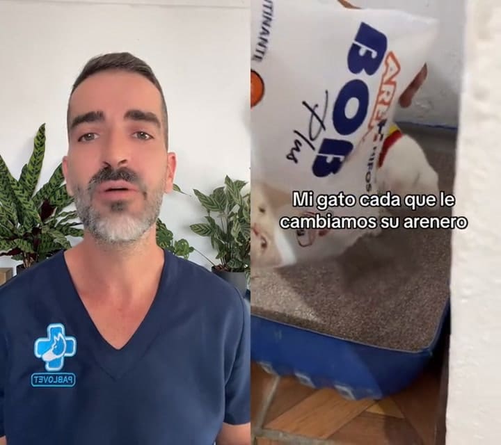 Cuál es la cantidad de arena recomendada para el arenero de un gato